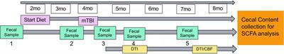 Inulin supplementation prior to mild traumatic brain injury mitigates gut dysbiosis, and brain vascular and white matter deficits in mice